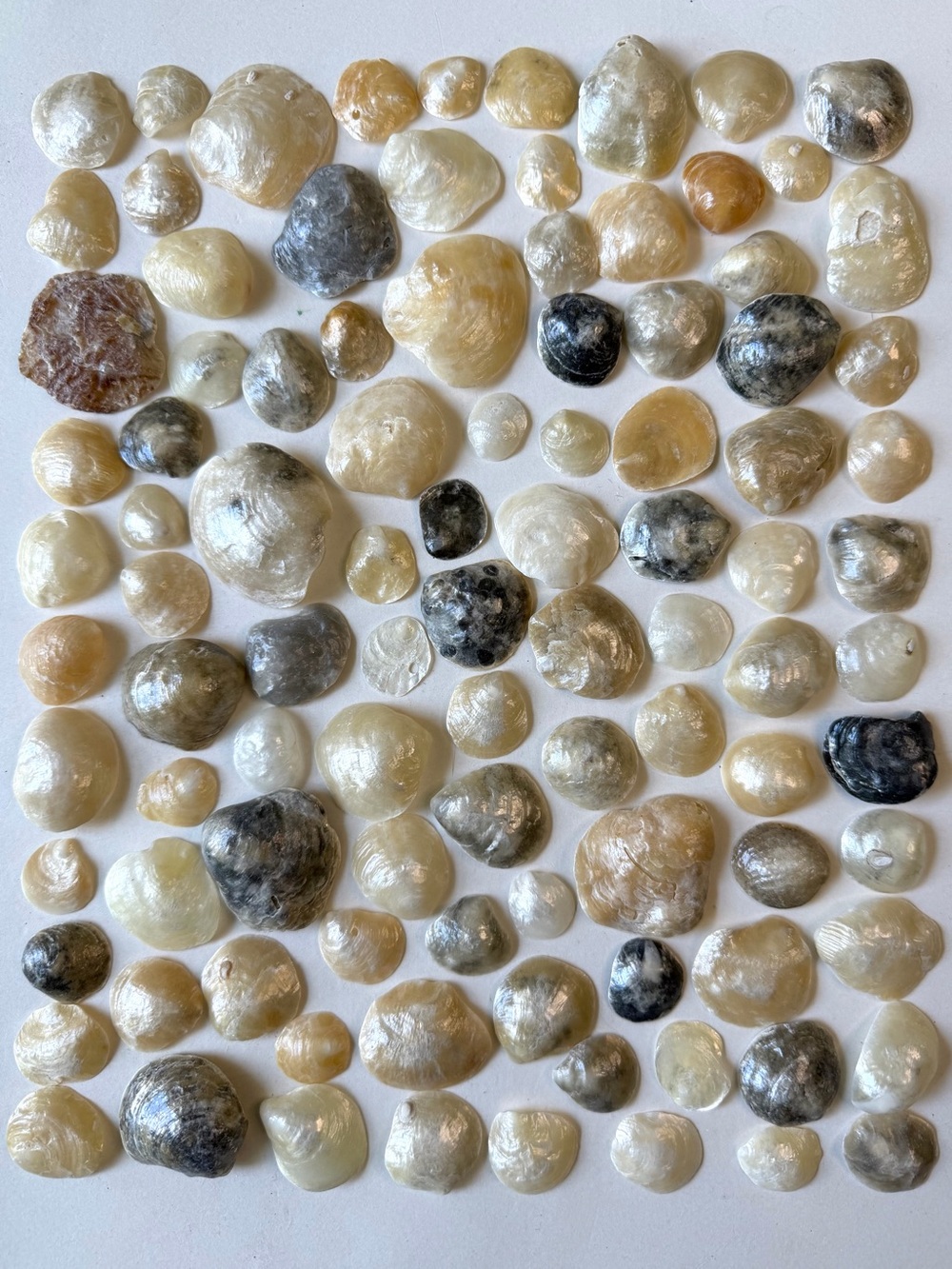 Seashells 100 Jingles Shiny Shells 3/4” to 1-3/4” Beach Arts Crafts Decor